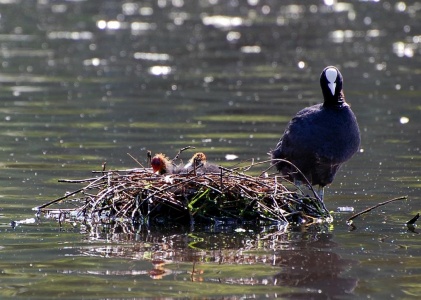 Coot (Fulica atra) Stephen Baines